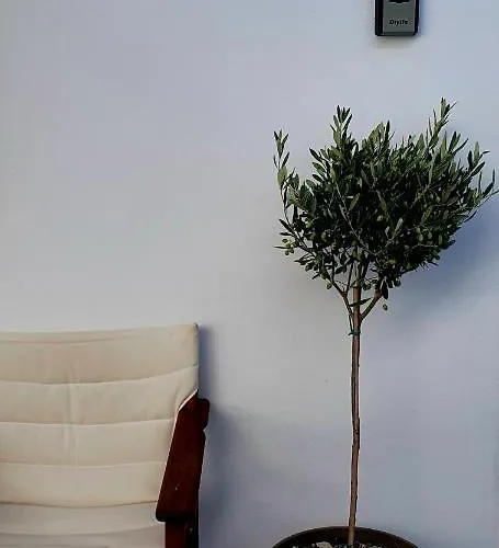 The Olive Tree Villa *